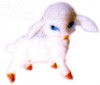 miniatures baby lamb standing