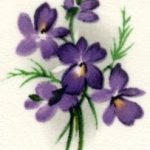 decal flower violets a
