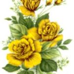 decal flower pale pink rose