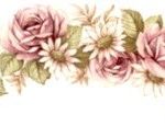decal flower pale pink rose