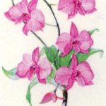 decal cooktown orchid medium