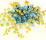 decal wattle